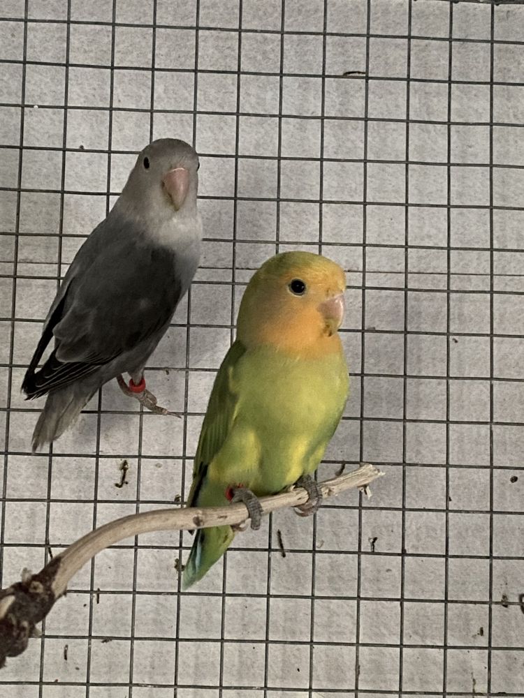 Agapornis roseicollis reprodutores
