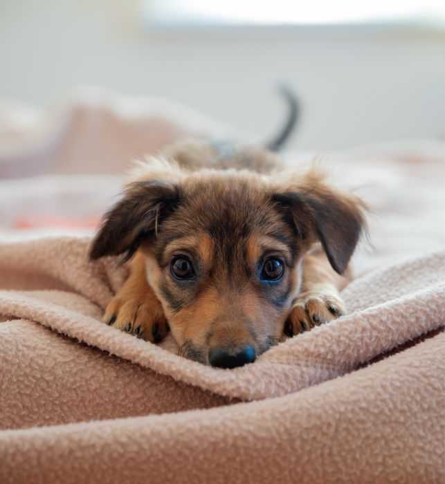 Цуценя 4 місяці дівчинка. Вакцинована. Безкоштовна доставка по ІФ.