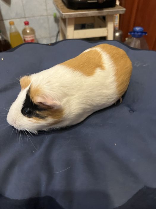 Морська свинка