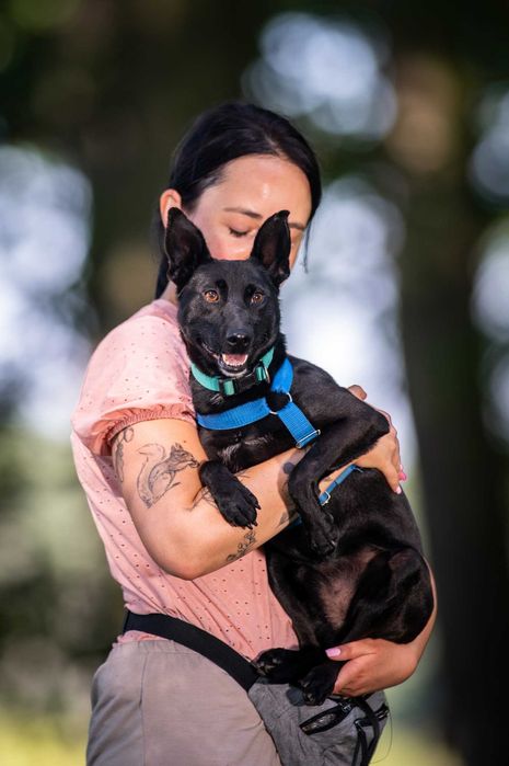 Koko szuka cierpliwego opiekuna, który pokaże mu świat