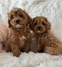 Cavapoo (cavalier + pudel miniaturowy) piesek