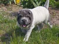 Shar pei biało niebieska suczka Milady