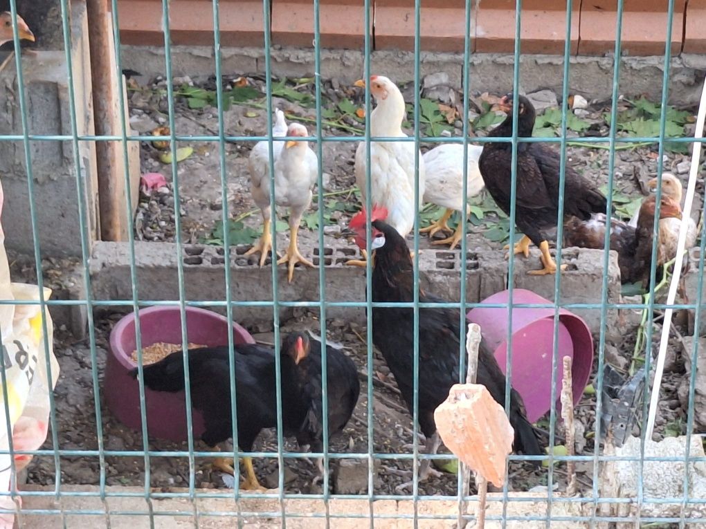 Galinhas e faisões