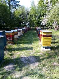 Sprzedam przezimowane pszczoły