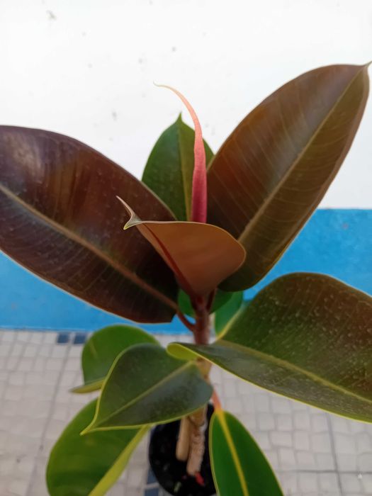 A'rvore borracheira Ficus Ela'stica