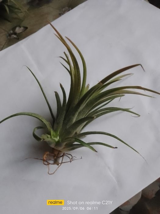 Тілландсія 3 вида, алоказія Поллі,,аспарагус Меєра,калістемон.