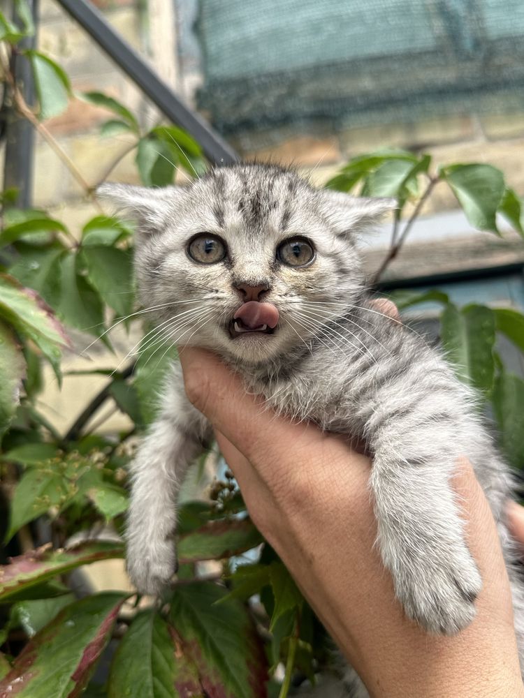 Віддам маленьких котиків!