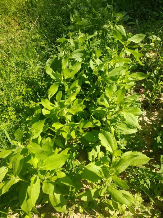 Rudbekia sadzonki 5 sztuk