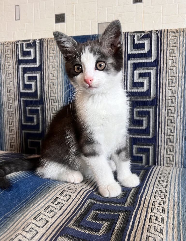 Котик 2 місяці безкоштовно