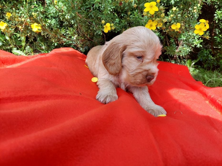 suczka Cocker Spaniel Angielski