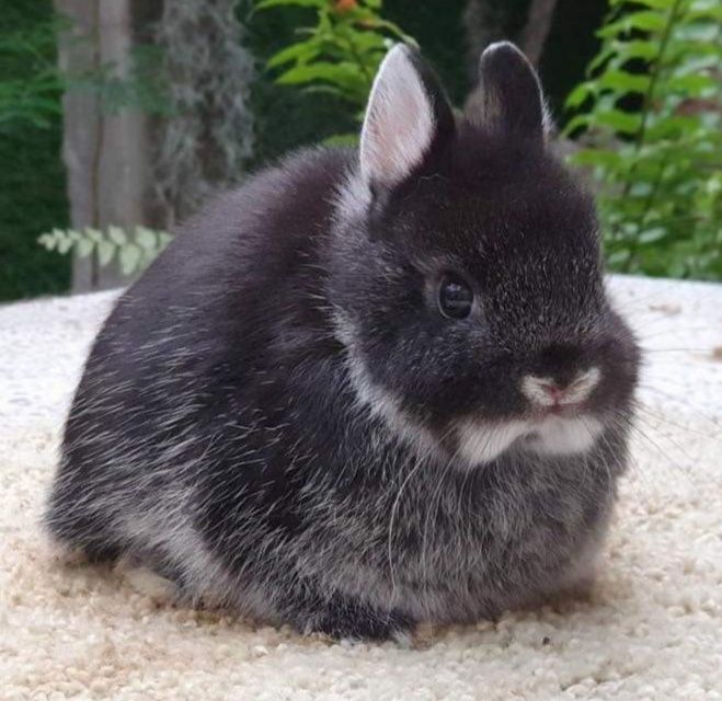 Coelhos anões desparasitados
