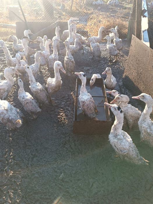 Продам качок живою вагою по 100 гр