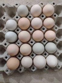 Jaja lęgowe kur Mix ras oraz kaczek rasy biegus indyjski