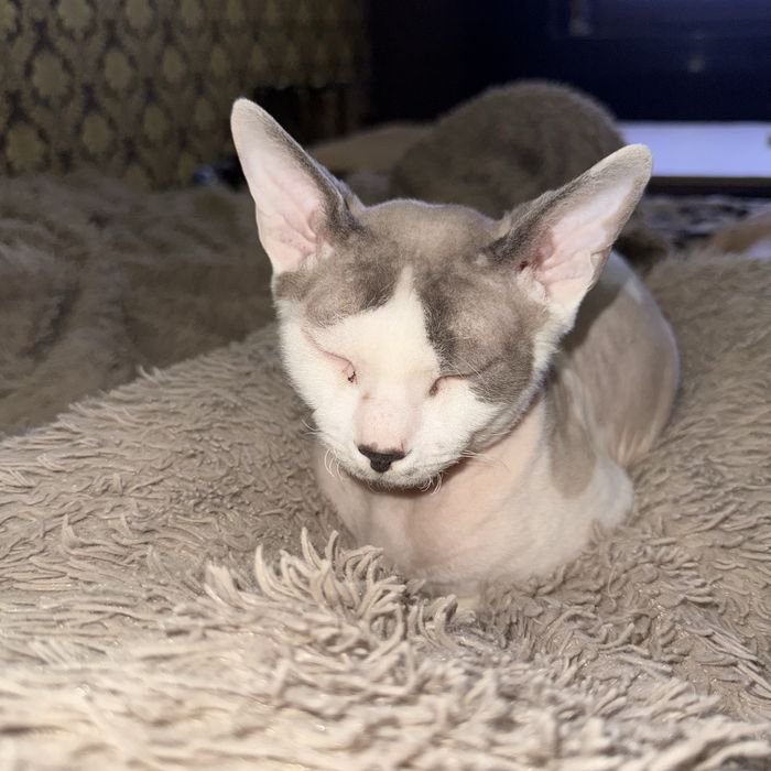 Котик запрошує на вязку