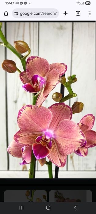 Орхидея фалинопсис Пират Пикоти.