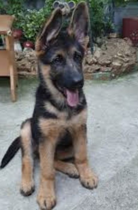 Продам дівчинку німецької вівчарки.