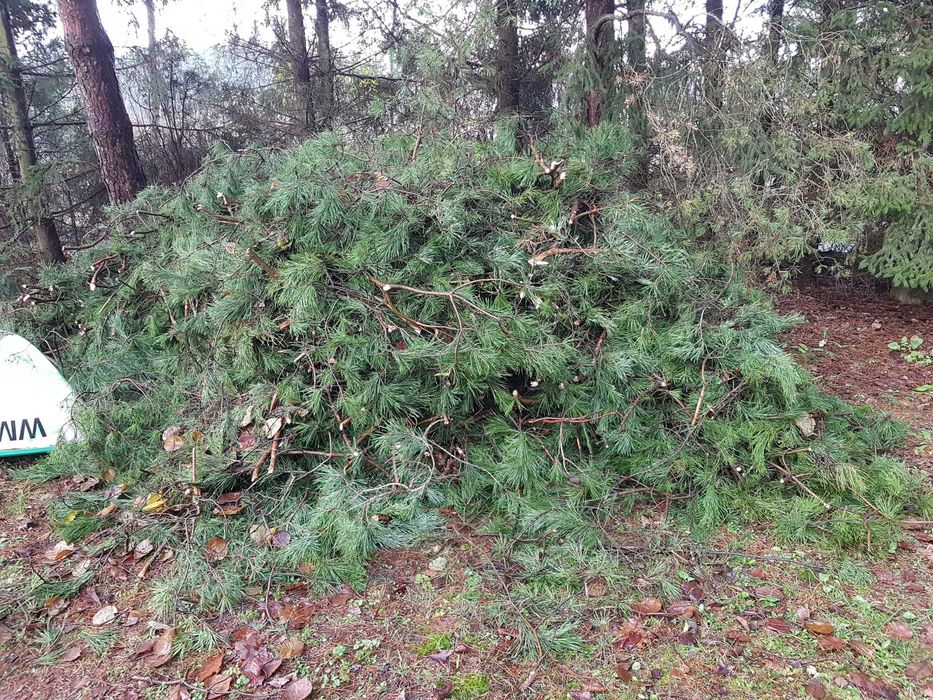 Oddam gałęzie sosnowe