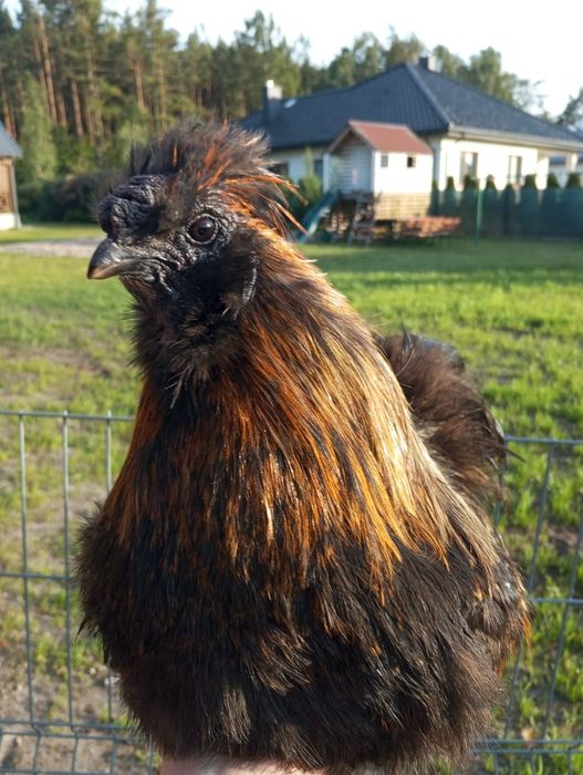 Sprzedam Młodego koguta silki ue cena do 01.12