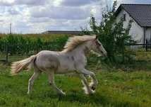Konie haflinger gypsy irish cob redukcja stada