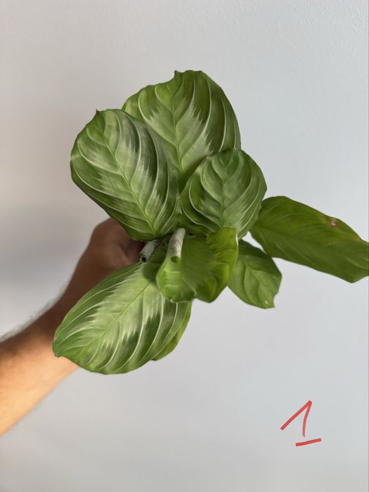 REZERWACJANadwyzka roslin raphidophora, monstera, maranta silver band,