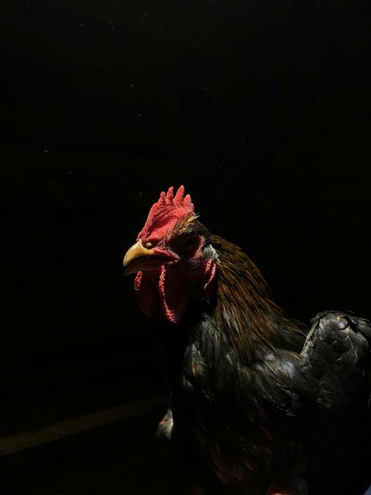 Kogut Wyandotte zotołuskowany