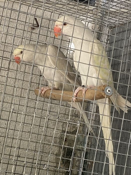Ring necks novos