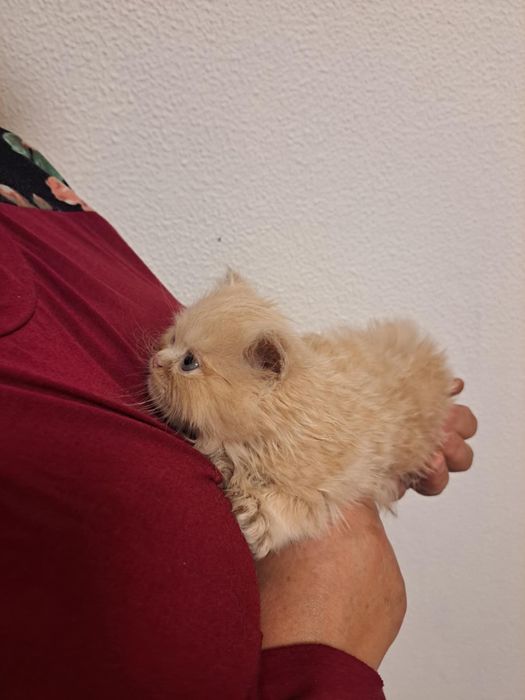 Gatinho persa lindo amarlinho