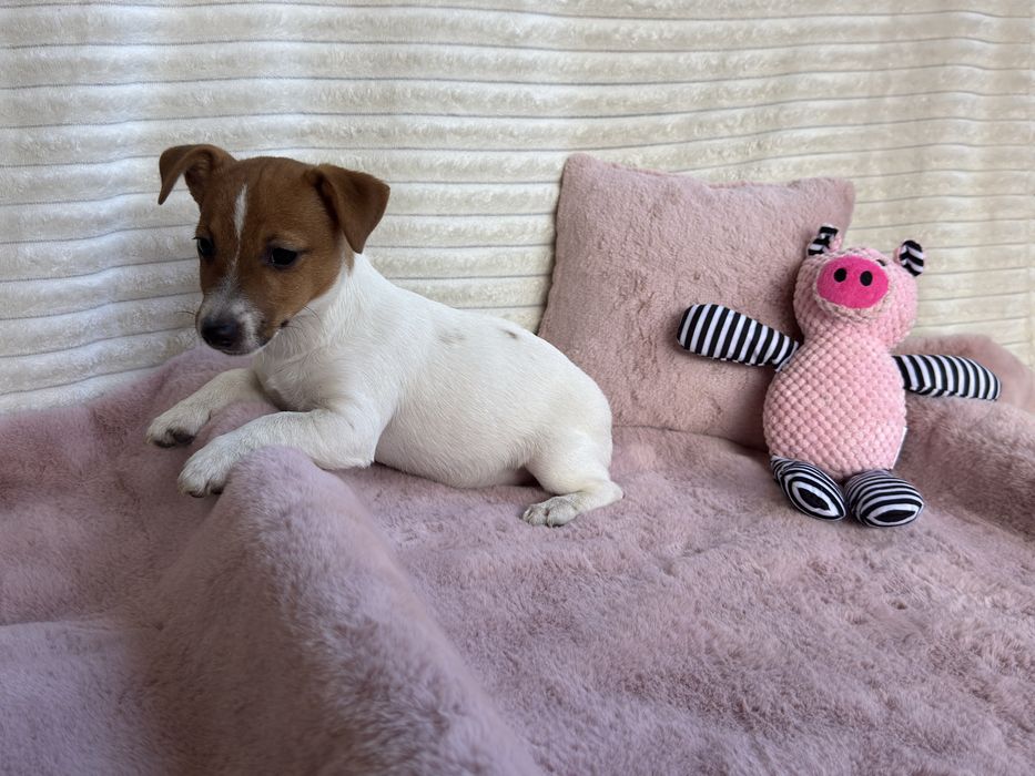 Jack Russell Terrier - sunia gotowa do odbioru