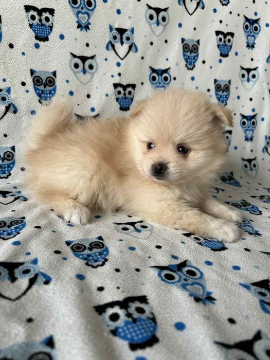 Szpic mały - chłopczyk