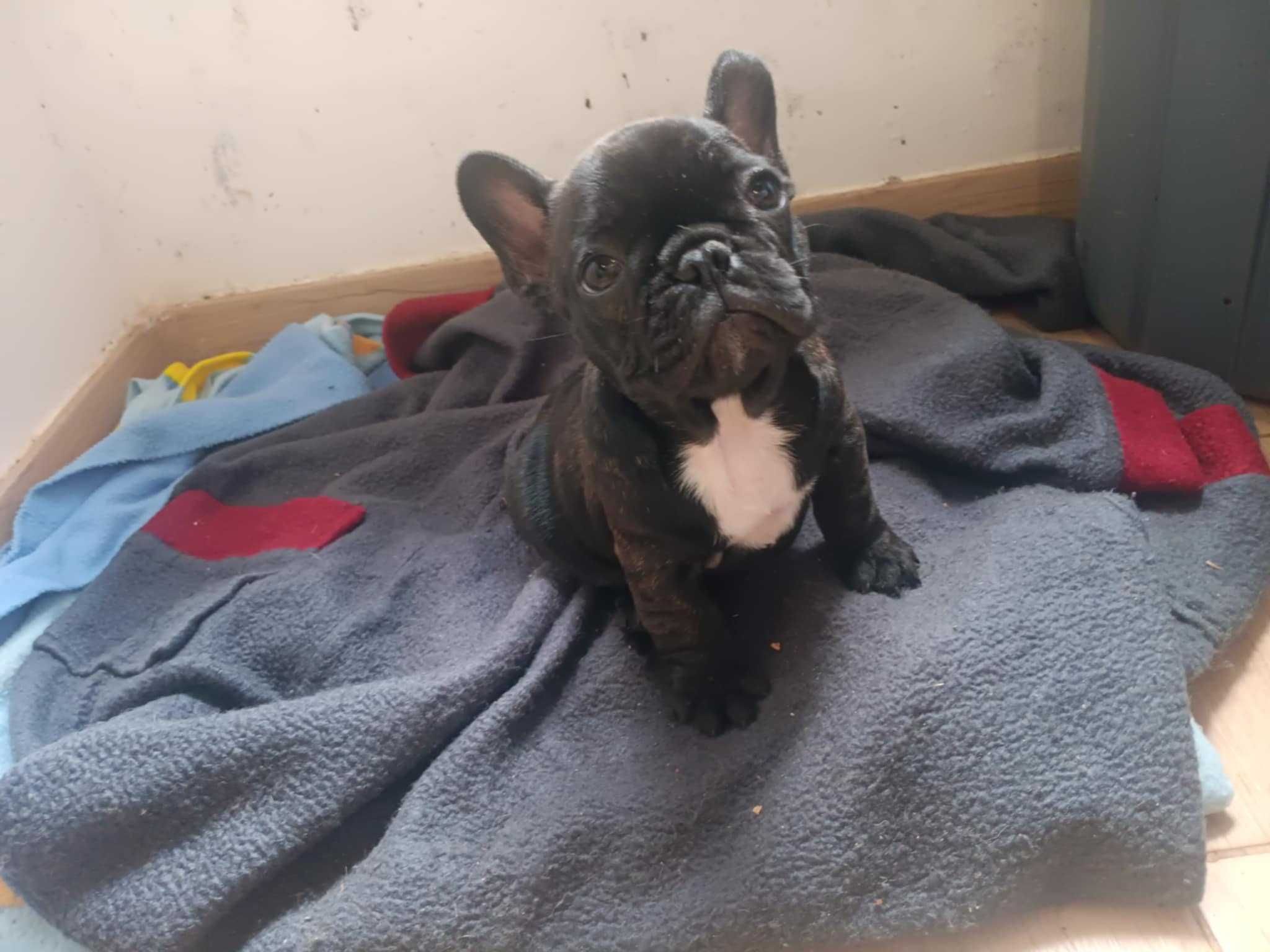 Buldogue Francês fêmea
