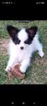 Papillon suczka tricolor ZKwP FCI