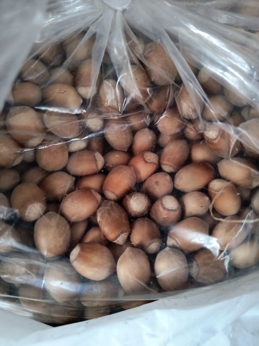 Sprzedam orzech laskowy drobny