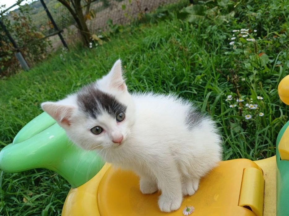 Милі  малята шукають дім