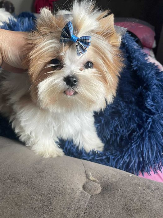 Golddust Yorkshire terrier minaturka biewer chlopak