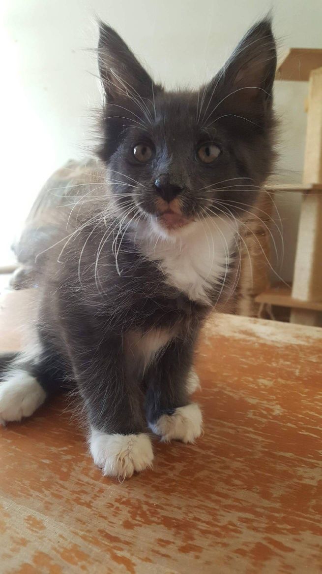 Kocurek Maine Coon