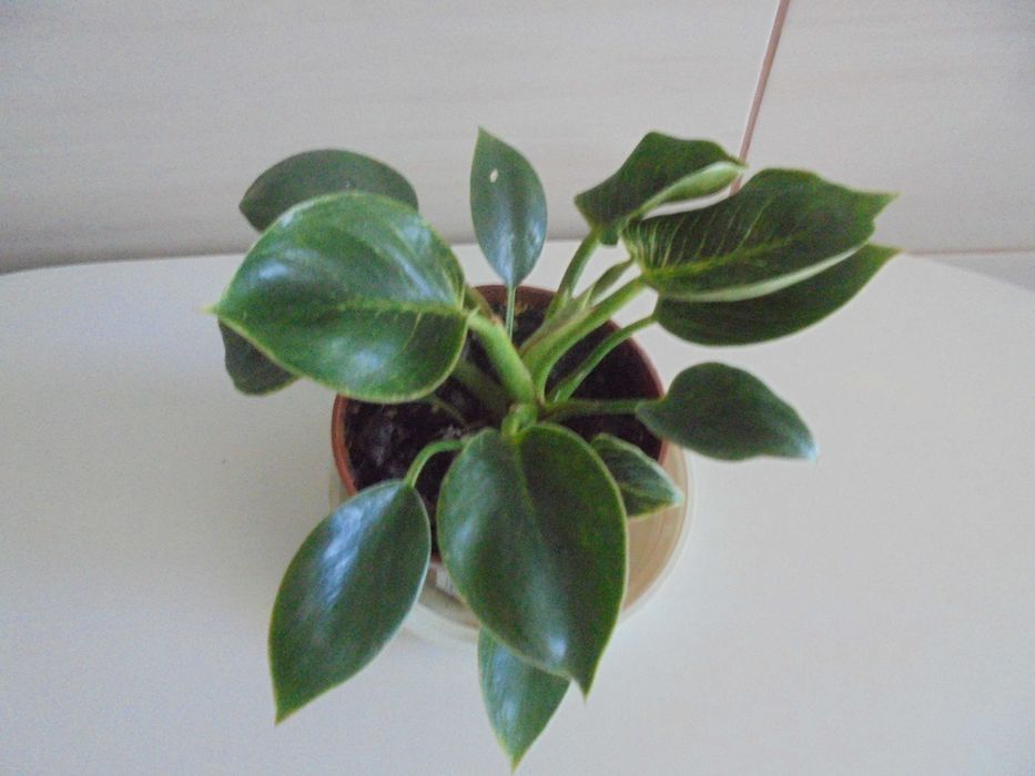 Filodendron Birkin