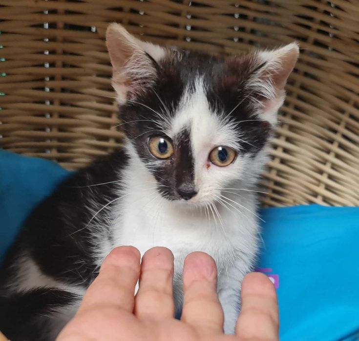Do adopcji – koci maluszek Lucek