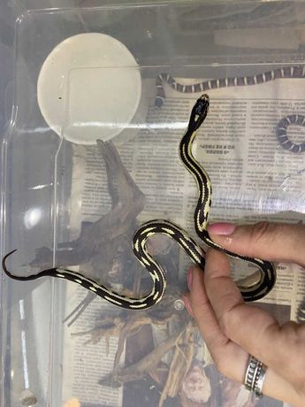 Молочная Калифорнийская змея - ручные змейки