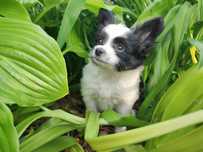 Spaniel Kontynentalny Miniaturowy Papiillon ZKwP