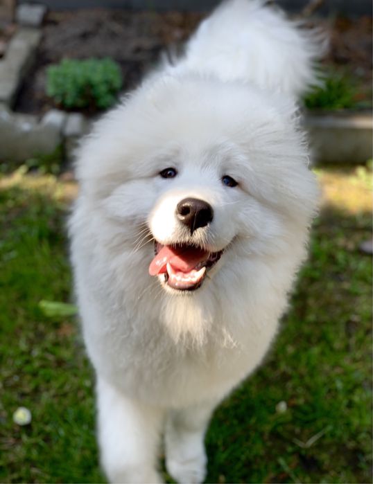 Samoyed / Reproduktor 900zł
