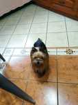 Suczka dorosła Yorkshire terrier,nie Biewer .