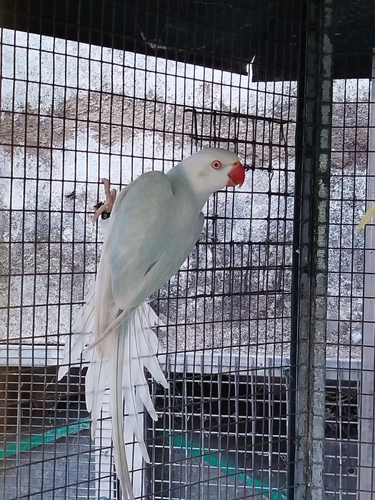Ring neck fêmea azul lacewing