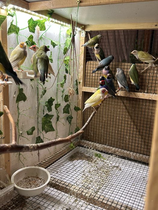 Amadyny wspaniałe i kanarki