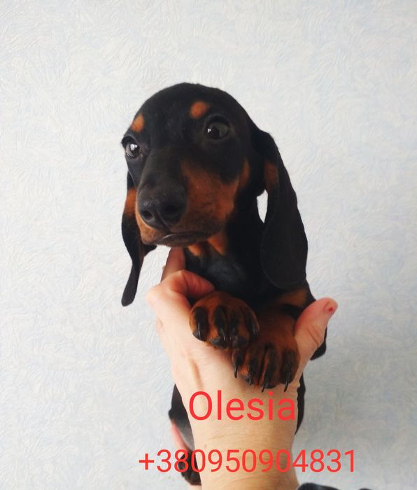 Аліментний хлопчик карликових такс