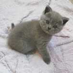 gatinho scottish straight