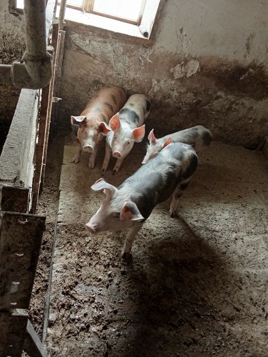 Продам поросята у