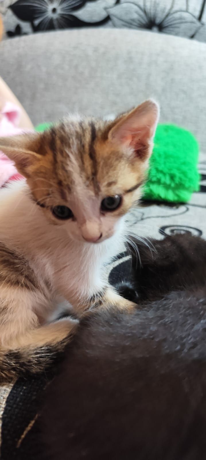 Кошенята у добрі руки
