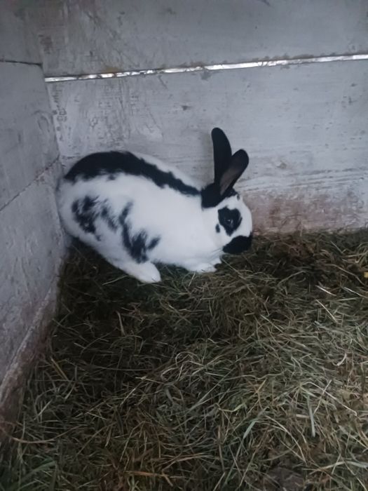 Młode króliki do chowu