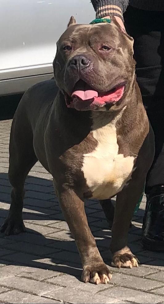 Szczeniak American bully xl