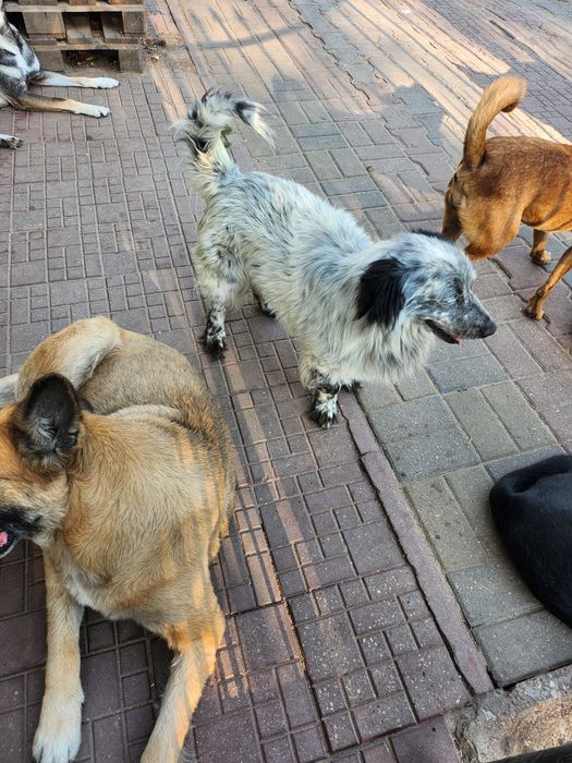 Tobi ,wspaniały piesek.